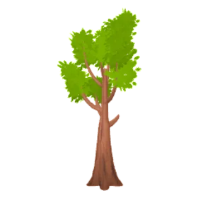 birch