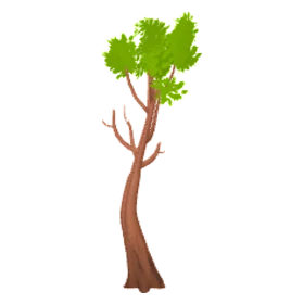 broadleaf