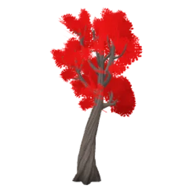 maple