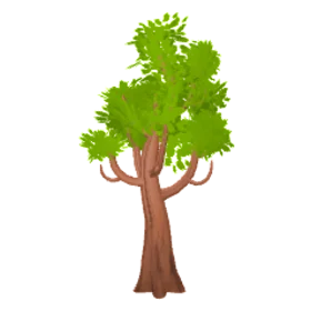 oak